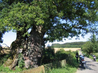 1000 jährige Eiche in Borlinghausen